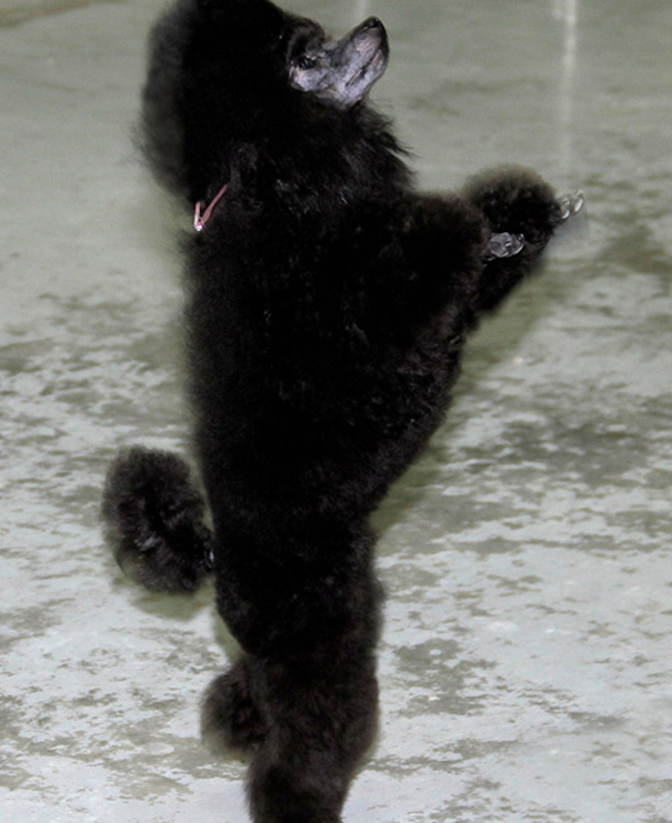 Black Poodle Doing a Trick