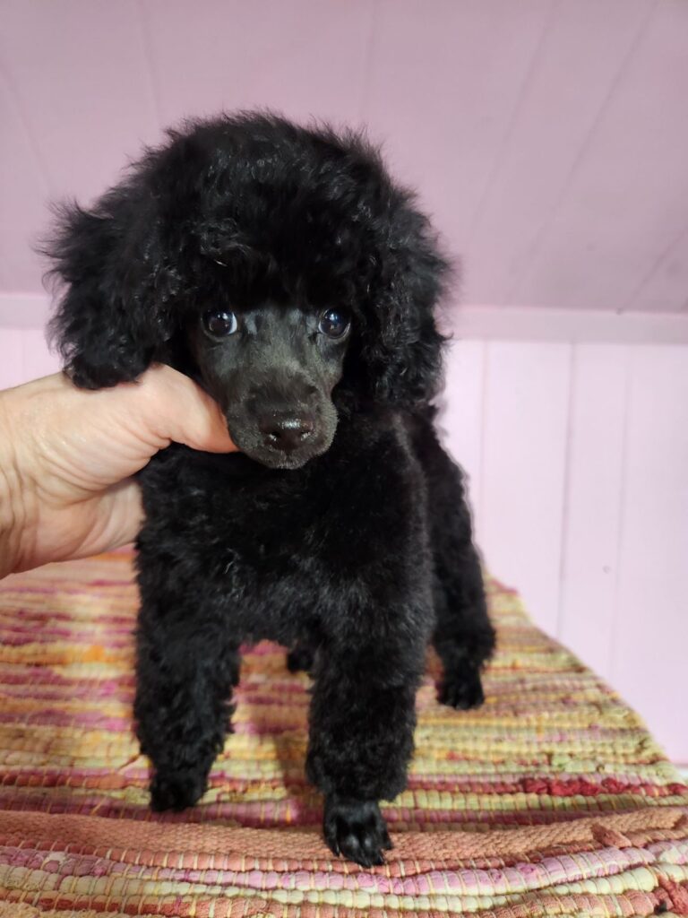 Windair poodles for on sale sale