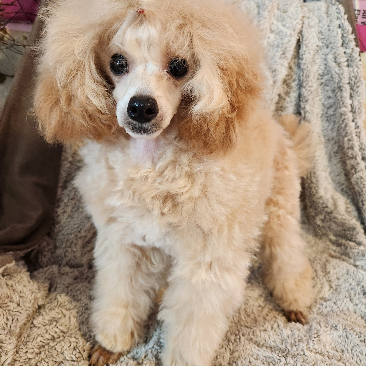 Light Brown Poodle