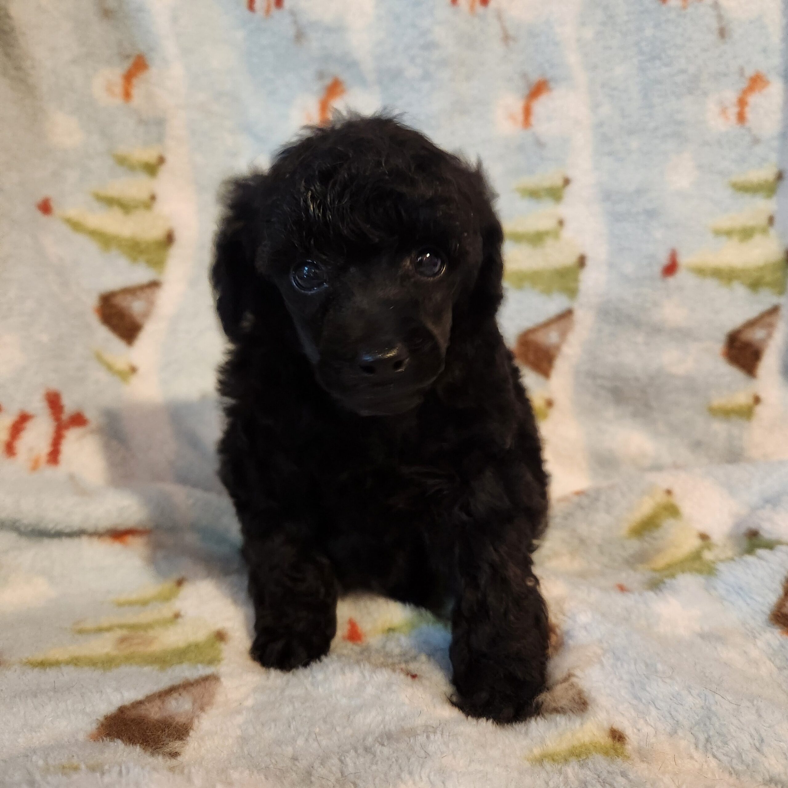 Pretty male born Dec 10.will have shots and deworming.Look for more updated pictures on Windair's Toy Poodleds on FB