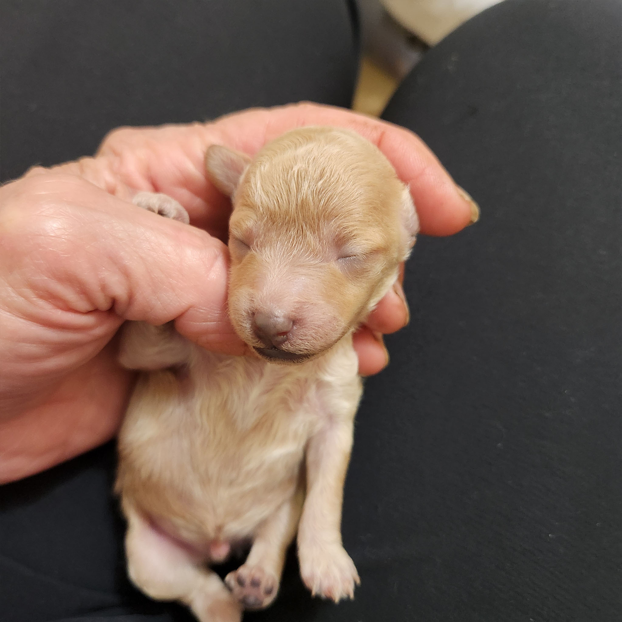 Male born Sept 17