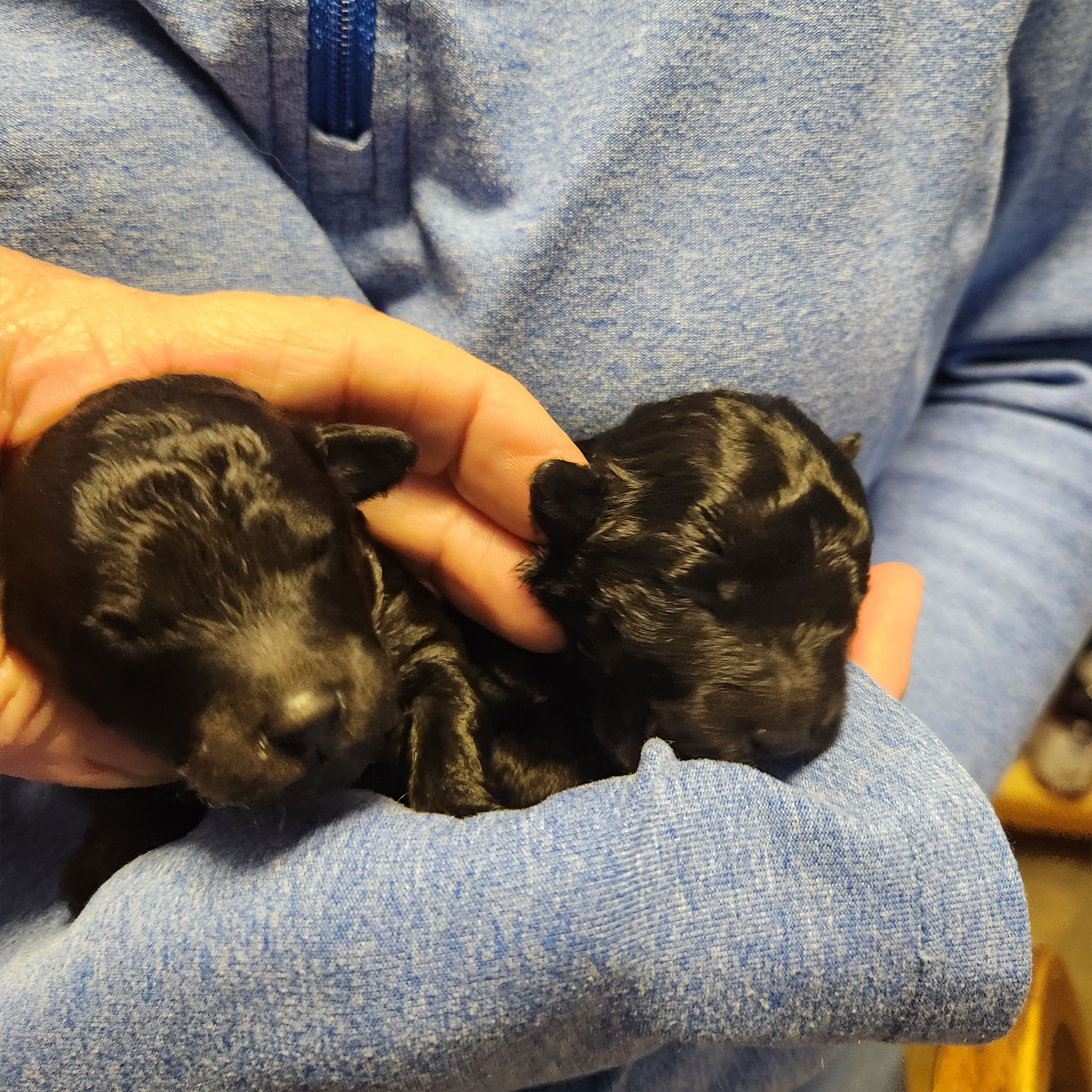 Females born Sept 17