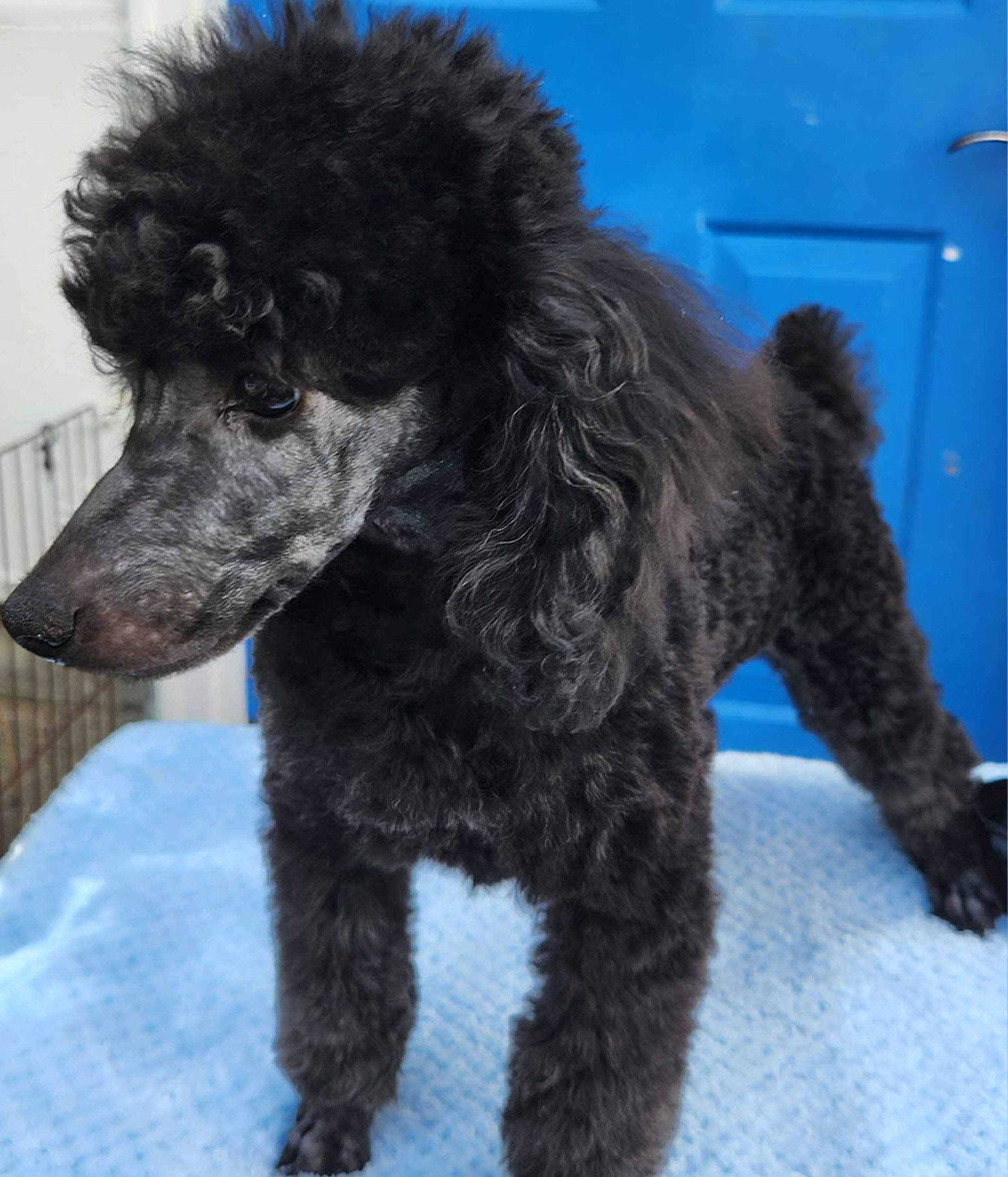 Poodle